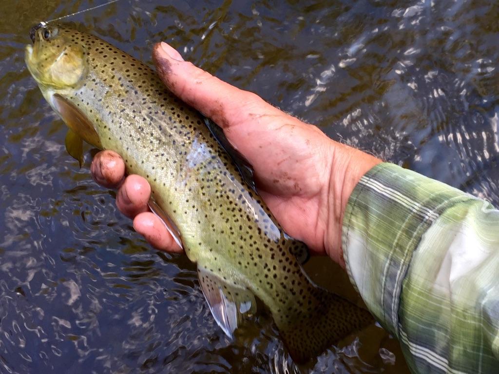 Arizona Fly Fishing Outfitters